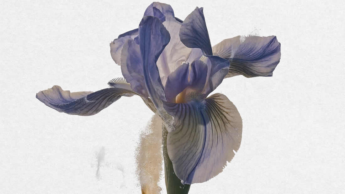 The Story of Iris