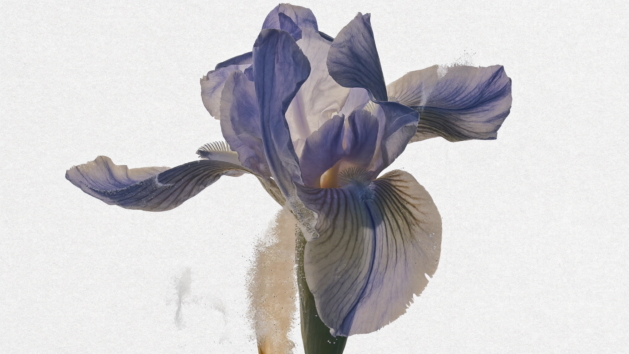 The Story of Iris