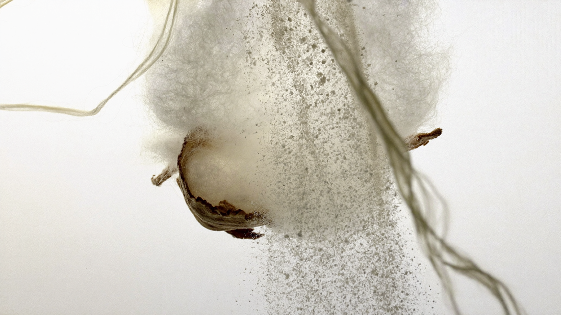 MUSK — The memory of skin